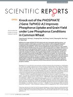 knock out of the phosphate 2 gene tapho2 a1 improves phosphorus uptake and grain yield under low phosphorus conditions in common wheat 