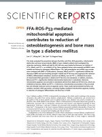 ffa ros p53 mediated mitochondrial apoptosis contributes to reduction of osteoblastogenesis and bone mass in type 2 diabetes mellitus 
