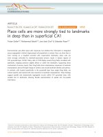 place cells are more strongly tied to landmarks in deep than in superficial ca1 