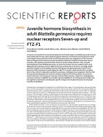 juvenile hormone biosynthesis in adult blattella germanica requires nuclear receptors seven up and ftz f1 