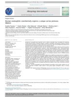 human eosinophils constitutively express a unique serine protease prss33 