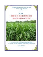 DỰ ÁN TRỒNG CỎ CHẤT LƯỢNG CAO MULATO II & III (CỎ ÚC LAI) Chủ đầu tư: Công ty cổ phần đầu tư Kim ThảoNguyên Trụ sở chính: Xã Trung An, Huyện Củ Chi, Thành Phố Hồ Chí Minh