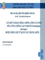 (TIỂU LUẬN) cơ CHẾ và HOẠT ĐỘNG CHỐNG nấm của TINH dầu GỪNG CHỐNG lại VI KHUẨN pestalotiopsis microspora được PHÂN lập từ QUẢ ô LIU TRUNG QUỐC 