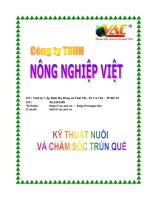 kythuatnuoi trunque ver5