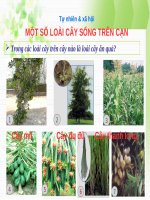 MỘT SỐ LOÀI CÂY SỐNG TRÊN CẠN