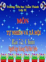 Tự nhiên - xã hội - Cơ thể chim