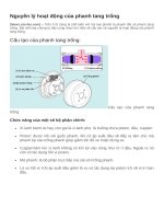 Nguyên lý hoạt động của phanh tang trống 