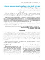 KHOA HỌC KỸ THUẬT THÚ Y - PHÂN LẬP, ĐỊNH DANH MỘT SỐ VI KHUẨN GÂY BỆNH HÔ HẤP TRÊN HEO