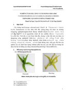 1473 nghiên cứu hàm lượng và thành phần hóa học của tinh dầu hoa hoàng lan (cananga odorata (lamk) hook f  thomson) trồng ở huyện giồng trôm tỉnh bến tre