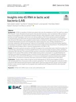 Insights into 6S RNA in lactic acid bacteria (LAB)