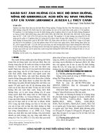 Khảo sát ảnh hưởng của mức độ dinh dưỡng, nồng độ gibberellic acid đến sự sinh trưởng cây cải xanh (Brassica juncea L.) thủy canh