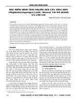 Đặc điểm hình thái nguồn gen cây trúc đen (Phyllostachysnigra lodd. Munro) tại Hà Giang và Lào Cai