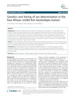 Genetics and timing of sex determination in the East African cichlid fish Astatotilapia burtoni