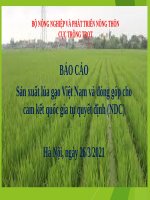 BÁO CÁO LÚA GẠO VIỆT NAM 2021