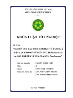 Khóa luận tốt nghiệp nghiên cứu đặc điểm sinh học và đánh giá hiệu lực phòng trừ ruồi đục trái bactrocera sp  gây hại quả vú sữa của nấm paecilomyces