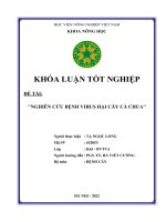 Nghiên cứu bệnh virus hại cây cà chua