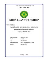 Nghiên cứu bệnh vàng lá gân xanh (candidatus lileribacter asiaticus) trên cây có múi