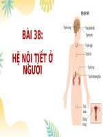 Khbd pp 38 tv bài 38 hệ nội tiết ở người  khtn8   kntt bộ 2 vt