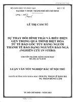 Sự thay đổi hình thái và biểu hiện gen trong quá trình biệt hóa từ tế bào gốc tủy răng người thành tế bào dạng nguyên bào ngà (nghiên cứu in vitro)