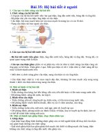 Lý thuyết khoa học tự nhiên 8 kết nối tri thức bài 35  hệ bài tiết ở người