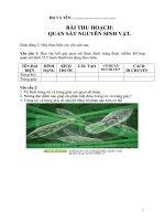 giáo án sinh học  Phiếu đáp án bài 31  quan sát đvns