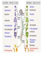 Autonomic nervous system (cholinergic)