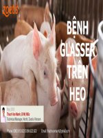 Zoetis - Giải Pháp Kiểm Soát Và Xử Lý Bệnh Glasser''s Trên Heo.pdf