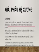Giải phẫu hệ xương người