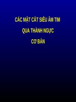 Mặt cắt thành ngực cơ bản
