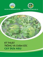 KỸ THUẬT TRỒNG VÀ CHĂM SÓC CÂY DƯA HẤU