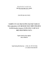 Nghiên cứu giá trị ngưỡng mật độ vi khuẩn vibrio alginolyticus gây bệnh đỏ thân trên tôm hùm xanh (panulirus homarus) nuôi lồng và đề xuất biện pháp phòng ngừa
