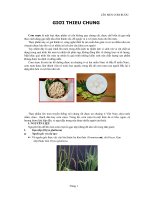 Tiểu luận lên men cơm rượu