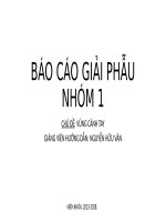 Slide thuyết trình báo cáo giải phẫu chủ đề vùng cánh tay