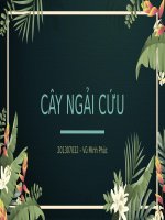Slide tiểu luận cây ngải cứu