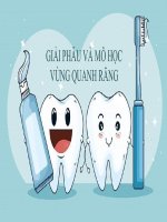 giải phẫu và mô học vùng quanh răng
