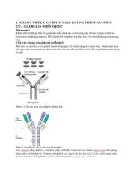 1. KHÁNG THỂ LÀ GÌ? PHÂN LOẠI KHÁNG THỂ? CẤU TRÚC CỦA GLOBULIN MIỄN DỊCH?