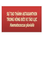 SỰ TẠO THÀNH ASTAXANTHIN TRONG VÒNG ĐỜI VI TẢO LỤC HAEMATOCOCCUS PLUVIALIS