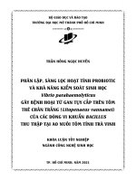 phân lập sàng lọc hoạt tính probiotic và khả năng kiểm soát sinh học vibrio parahaemolyticus gây bệnh hoại tử gan tụy cấp trên tôm thẻ chân trắng litopenaeus vannamei của các dòng vi khuẩn bacillus thu thập tại ao n