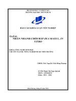 nhân nhanh chồi bắp zea mays l in vitro