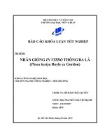 nhân giống in vitro thông ba lá pinus kesiya royle ex gordon