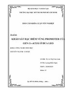 khảo sát đặc điểm vùng promoter của gen cs acs1g ở dưa leo