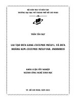 lai tạo dưa gang cucumis melo l và dưa hoàng kim cucumis melo var inodorus