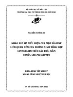 khảo sát sự biểu hiện của một số gene liên quan đến con đường sinh tổng hợp lovastatin trên các loài nấm thuộc chi pleurotus