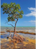 các mô hình thích ứng biến đổi khí hậu đồng bằng sông cửu long