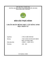 nhóm 7 báo cáo thực hành chuẩn Đoán bệnh thực vật bằng shpt