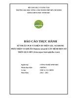 Báo cáo th chẩn Đoán bệnh tv bằng shpt nhóm 01  chiều thứ 4