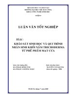 Khảo sát sinh học và qui trình nhân sinh khối nấm trichoderma từ phế phẩm mạt cưa
