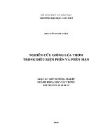 Luận văn nghiên cứu giống lúa thơm trong Điều kiện phèn và phèn mặn