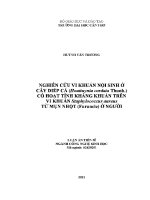 Luận văn phân lập vi khuẩn nội sinh Ở cây diếp cá houttuynia cordata thunb có hoạt tính kháng khuẩn trên vi khuẩn staphylococcus aureus từ mụn nhọt furuncle Ở người