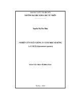 Luận văn nghiên cứu nhân giống in vitro một số dòng lan huệ hippeastrum equestre